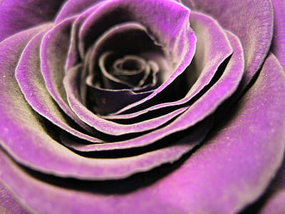 purple rose thumbnail