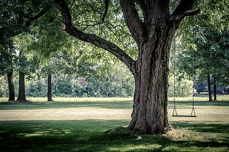 swing on tree branch over grasses thumbnail