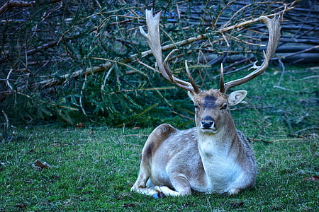 reindeer laying on grass thumbnail