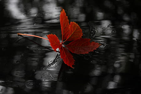 selective focus photo of red leaf thumbnail