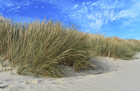 grass field under blue sky thumbnail