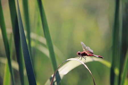 light, nature, field, summer thumbnail