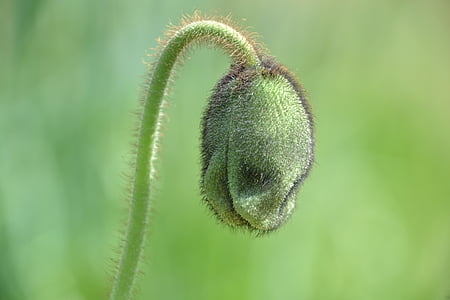 selective focus of flower bud thumbnail