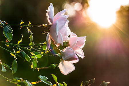 selective focus photography of white roses thumbnail