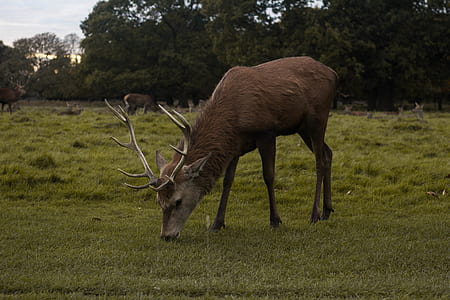 brown moose on grassfield thumbnail
