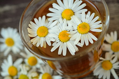shallow focus photography of white flowers in drinking glass thumbnail