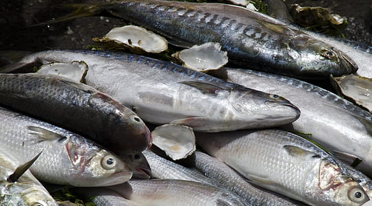 edible fishes under sunny sky thumbnail