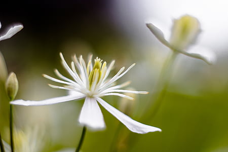 selective focus photography of white-petaled flower thumbnail
