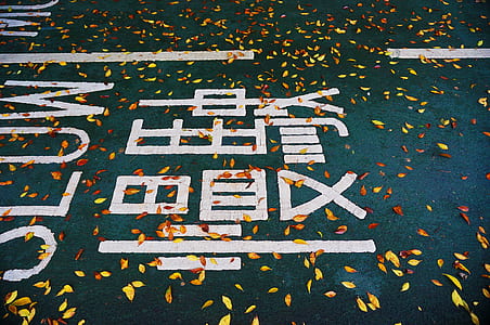 leaves scattered on the road thumbnail