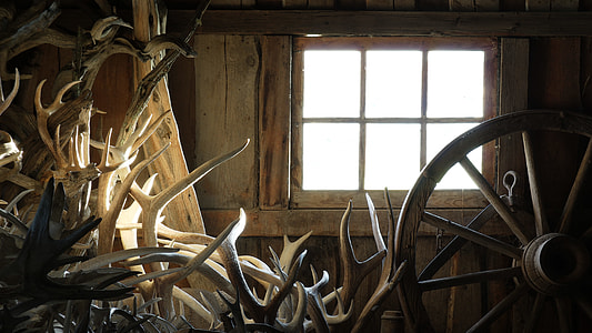 photo of assorted animal horns during daytime thumbnail