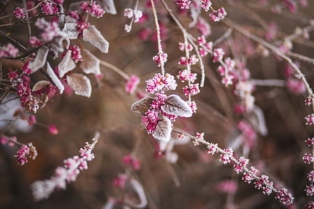 shallow focus photo of pink plant thumbnail