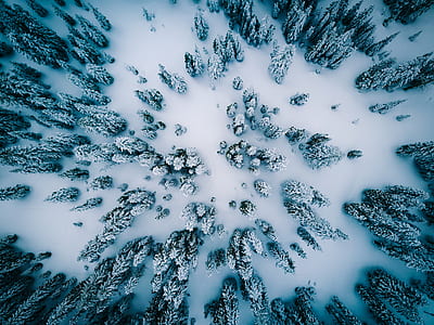 aerial photo of pine trees covered by snow thumbnail
