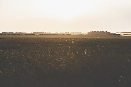 Field Under Sunny Sky thumbnail
