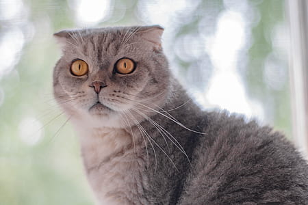 short-coated gray cat thumbnail