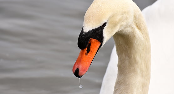 swan swimming on body of water thumbnail