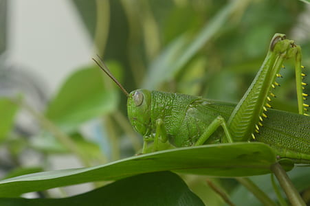 selective focus photography of grasshopper on leaf thumbnail
