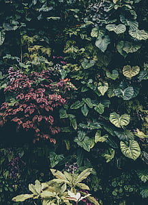 green and purple leaves thumbnail