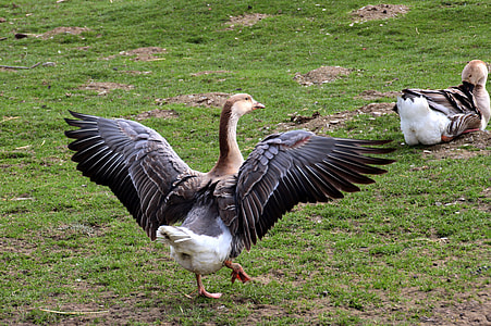 black and brown goose spreading its wings while standing on green grass field thumbnail