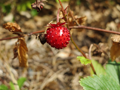 Fragaria Vesca, Wild Strawberry thumbnail