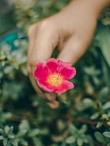 person holding red petaled flower thumbnail