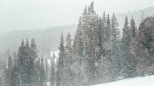 pine trees during winter thumbnail