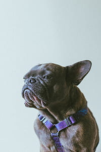 adult tan brindle French bulldog with purple harness thumbnail