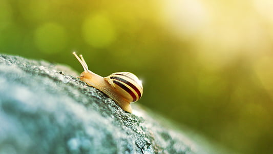 macro photography of beige snail thumbnail