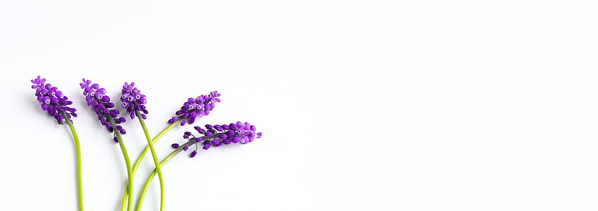 lavender thumbnail