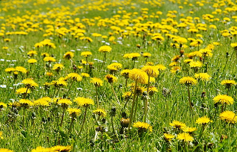 yellow dandelion field thumbnail