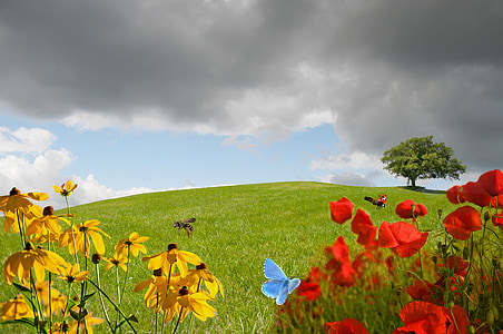 yellow and red petal flower near the green grass field at daytime thumbnail