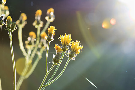 yellow flower plant during day time thumbnail