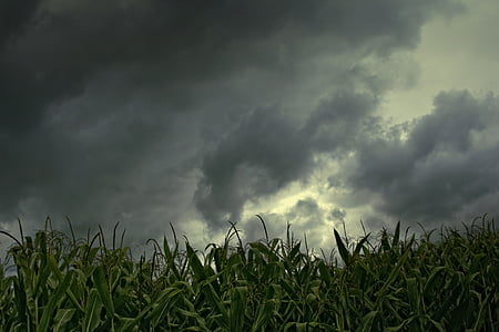clouds above green corn plant panoramic photography thumbnail