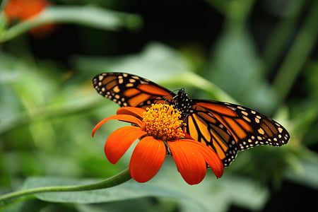 monarch butterfly perched on red petaled flower in closeup photography thumbnail