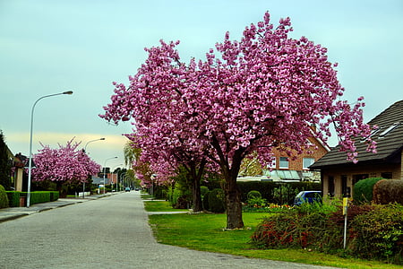 pink tree beside brown house under white clouds and blue sky thumbnail