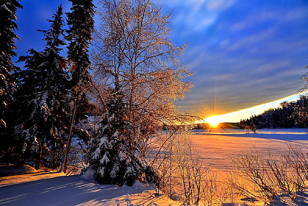 bare tree and snow photo thumbnail