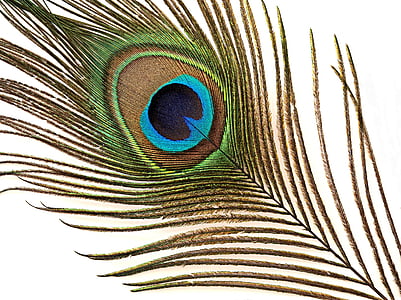 green and black peacock leaf thumbnail