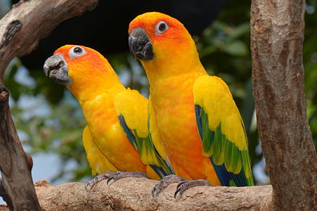 selective focus photography of two sun parakeets thumbnail