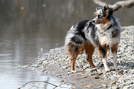 merle Australian shepherd standing near body of water at daytime thumbnail