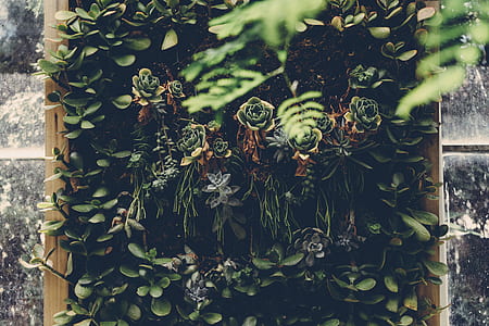 nature, garden, leaves, plants thumbnail