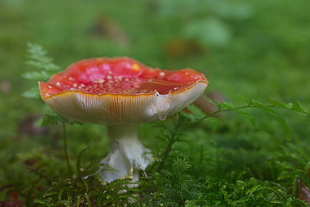 close-up photography of red and white mushroom on grass thumbnail