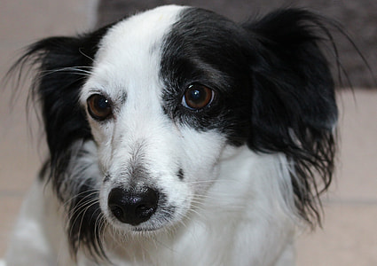adult white and black papillon thumbnail