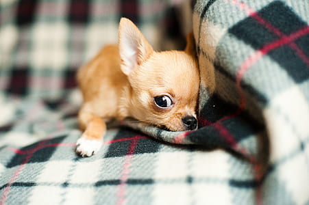 brown Chihuahua puppy laying down on sofa thumbnail