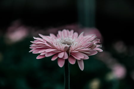 close-up photography of pink-petaled flower thumbnail