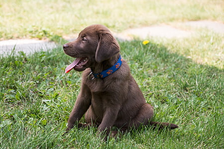 chocolate Labrador retriever puppy sitting on grass field thumbnail