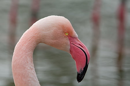 pink pelican thumbnail