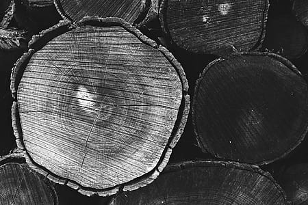 Grayscale Photo of Tree Trunk thumbnail