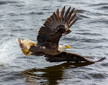 Bald Eagle over the Body of Water thumbnail