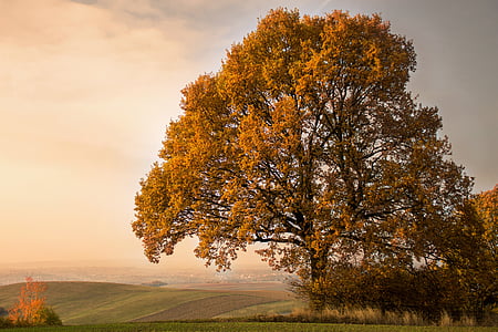 yellow leaf tree on hill at sunset thumbnail