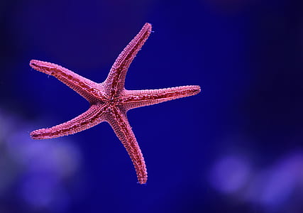 shallow focus photography of red starfish thumbnail