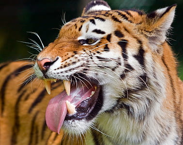 shallow focus lens photo of tiger thumbnail